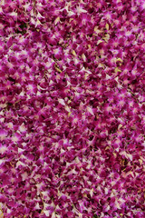 Pink Orchid Background Images, Flowers