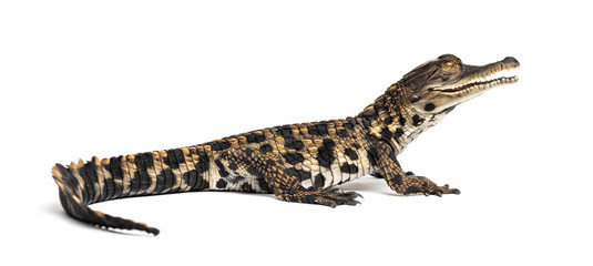 Young West African slender-snouted crocodile