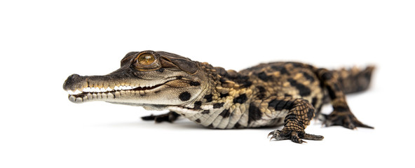 Young West African slender-snouted crocodile,