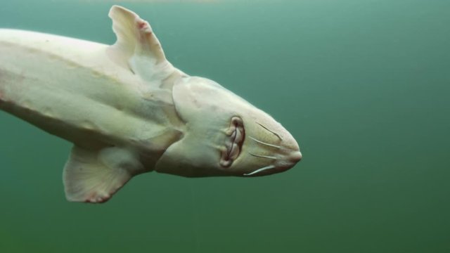 Beluga or European sturgeon swimming in aquarium