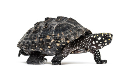 Side view of a Walking Black pond turtle, Geoclemys hamiltonii