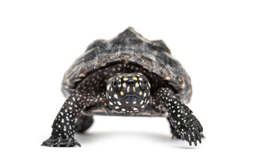 Obraz premium Black pond turtle, Geoclemys hamiltonii, isolated