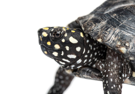 Black pond turtle, Geoclemys hamiltonii, isolated