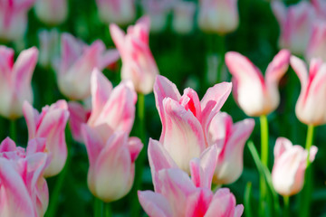 Obraz na płótnie Canvas Soft pink tulip flowers on a flower bed on a sunny day of the spring season. The floral background for your project.