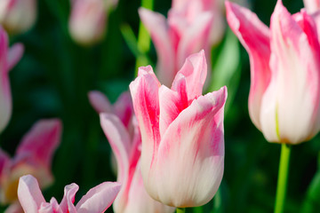 Soft pink tulip flowers on a flower bed on a sunny day of the spring season. The floral background for your project.