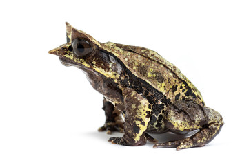 Side view of a Long-nosed horned frog, Megophrys nasuta