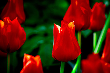 Decorative red tulip flowers against the green background. Beautiful floral background for a project or advertising.