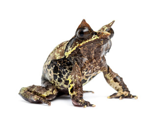 Long-nosed horned frog, Megophrys nasuta, isolated