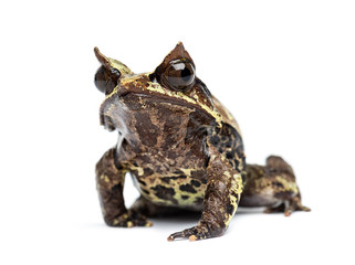 Long-nosed horned frog facing at the camera, Megophrys nasuta