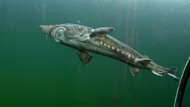 Beluga or European sturgeon swimming in aquarium