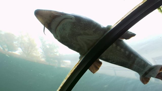 Beluga or European sturgeon (Huso huso) swimming in aquarium