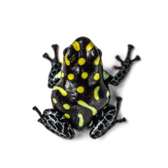 Top view of a Spotted poison frog, Spotted poison frog, isolated