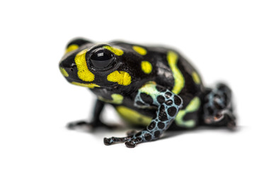 Obraz premium Spotted poison frog, Spotted poison frog, isolated on white