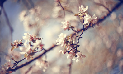 Apple-tree flowers in the spring
