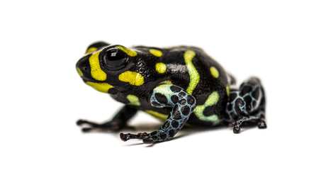 Spotted poison frog, Spotted poison frog, isolated on white