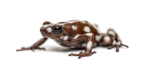 Maranon poison frog, Excidobates mysteriosus, isolated on white