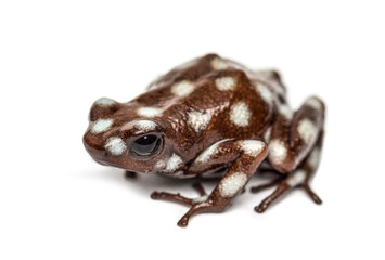 Maranon poison frog, Excidobates mysteriosus, isolated on white