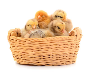 Group of little chicks in a basket.
