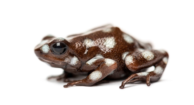 Maranon poison frog, Excidobates mysteriosus, isolated on white