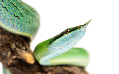 Obraz premium close-up on a Rhino rat snake on a branch