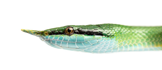 Naklejka premium Rhino rat snake, Rhynchophis boulengeri, isolated