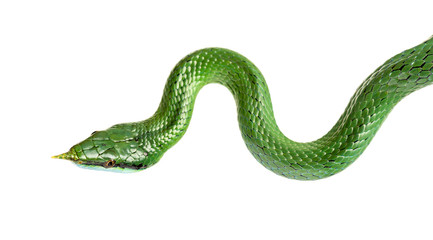Rhino rat snake, Rhynchophis boulengeri, isolated