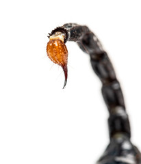 Close-up of a drop of venom on the tail of a Emperor scorpion