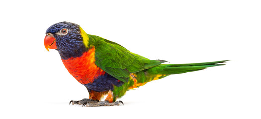 Rainbow Lorikeet, Trichoglossus moluccanus, isolated