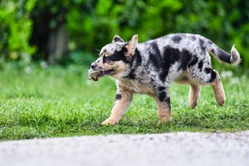 dog on grass, photo as a background , australian german shepard sheperd dog