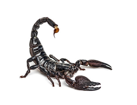 Black Scorpion/ Wallpaper. - Wallpaper Cave