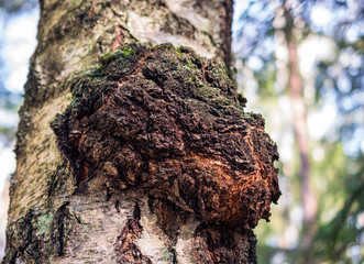 Chaga mushroom on the birch trunk. Dried chaga slowing the aging process, lowering cholesterol,...