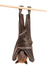 Lyle's flying fox hanging from a branch, Pteropus lylei
