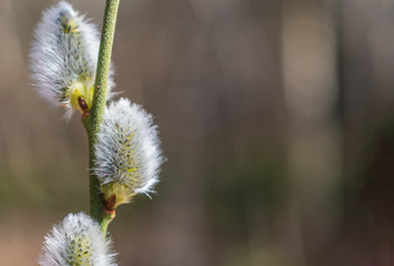 Obraz premium Branch of fluffy catkins blooming in early sunny bright spring day.