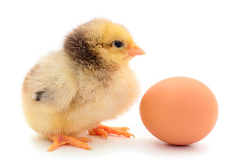 Small chicken and egg isolated.
