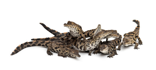 Group of Young West African slender-snouted crocodile