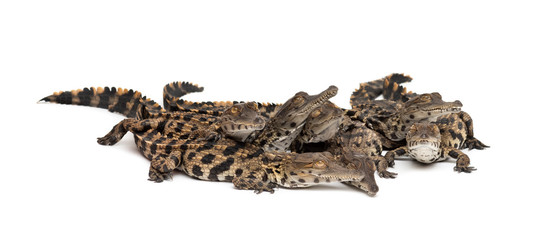 Group of Young West African slender-snouted crocodile
