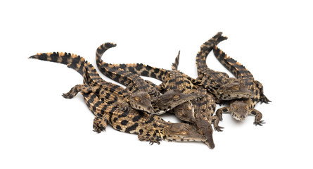 Group of Young West African slender-snouted crocodile