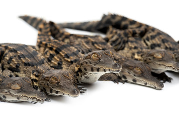 Group of Young West African slender-snouted crocodile