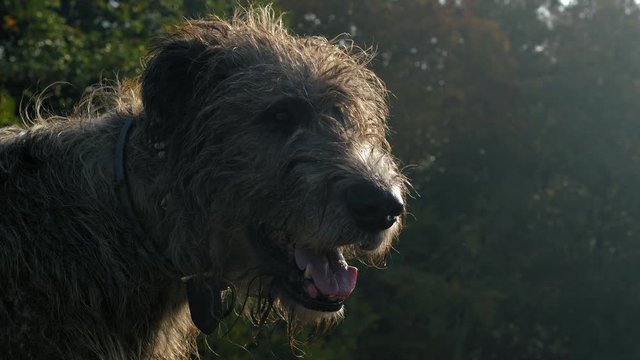 Irish wolfhound outdoor portrait in backlight