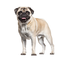 Pug standing, isolated on white