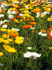 カラフルな色のポピーが咲く日本の春の風景（大船フラワーセンター）