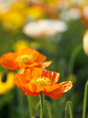 鮮やかなオレンジ色のポピーが咲く日本の春の風景（大船フラワーセンター）