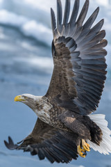 流氷とワシ