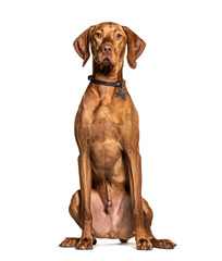 Vizla Sitting and facing at the camera, isolated on white