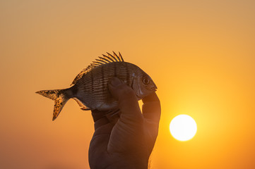 Catching fish at the sunset