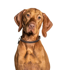 Headshot of a Vizla dog, isolated on white