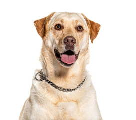 Headshot of a panting Labrador, isolated on white
