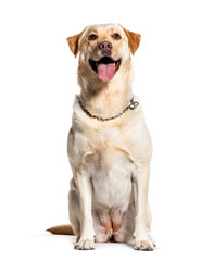 Panting Labrador, isolated on white