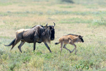 Naklejka na ściany i meble Blue Wildebeest (Connochaetes taurinus) mother with calf running on savanna, Ngorongoro conservation area, Tanzania.