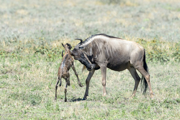 Naklejka na ściany i meble Blue Wildebeest (Connochaetes taurinus) mother rejecting her just new born calf, Ngorongoro conservation area, Tanzania.